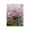 Sakura 'Accolade'  Prunus 'Accolade'