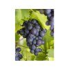 Réva vinná 'Attika'  Vitis vinifera 'Attika'