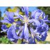 Plamének 'Cassandra'  Clematis 'Cassandra'