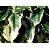 Břečťan kavkazský 'Dentata Variegata'  Hedera colchica 'Dentata Variegata'