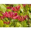 Lonicera Goldflame (1)