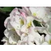 Rododendron 'Brigitte'  Rhododendron 'Brigitte'