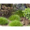 Kostřava medvědí 'Pic Carlit' - Festuca gautieri 'Pic Carlit'  Festuca gautieri 'Pic Carlit'