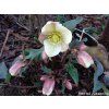87338 1 cemerice hgc camelot helleborus hgc camelot
