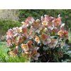 Čemeřice 'HGC® Camelot' - Helleborus 'HGC® Camelot'  Helleborus 'HGC® Camelot'