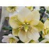 87359 cemerice hgc wintergold helleborus hgc wintergold