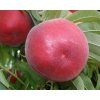 Broskvoň 'Patty'  Prunus persica 'Patty'