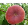 Broskvoň 'Ufo 4'  Prunus persica 'Ufo 4'