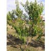 Broskvoň 'Ufo 4'  Prunus persica 'Ufo 4'