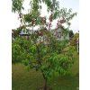 Broskvoň 'Ufo 4'  Prunus persica 'Ufo 4'