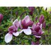 Magnolie liliokvětá 'Nigra'  Magnolia liliiflora 'Nigra'