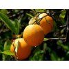 arancio