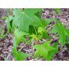 Ambroň západní  Liquidambar styraciflua