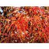 Acer Dissectum Garnet (2)