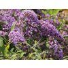 sommerflieder schmetterlingsstrauch wisteria lane m114376 w 0@2x