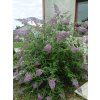 87575 4 komule davidova wisteria lane