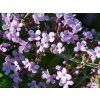 Buddleja 'Wisteria Lane' 4