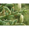 pinsapo