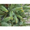 Abies pinsapo (1)
