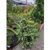 Abies pinsapo (2)