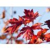 Acer Jeffersred (3)