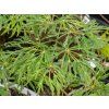 Acer Green Cascade (2)