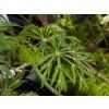 Acer Green Cascade (1)