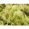 Acer Peaches and Cream