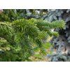 Abies sibirica (1)