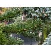 Abies sibirica (5)