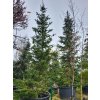 Abies sibirica (2)