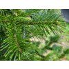 Abies sibirica (4)