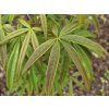 Acer pentyphyllum (2)