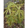 Acer pentyphyllum (1)
