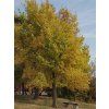 celtis3