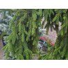 Picea abies 'Rothenhaus' (2)