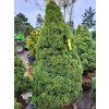 Picea glauca 'Conica' (2)