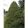Smrk sivý/bílý 'Conica'  Picea glauca 'Conica'