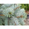 Picea pungens Hoopsii (1)