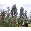 Pinus sylvestris 'Fastigiata Glauca' (3)