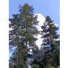 Douglaska tisolistá  Pseudotsuga menziesii