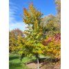 Acer rubrum Scanlon