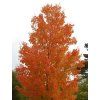 Javor stříbrný  Acer saccharinum