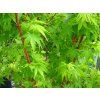 Javor dlanitolistý 'Sangokaku'  Acer palmatum 'Sangokaku'