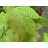 Javor japonský 'Vitifolium'  Acer japonicum 'Vitifolium'