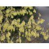l�sk2