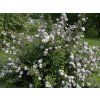 mont rose2