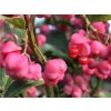Brslen korkovitý  Euonymus phellomanus