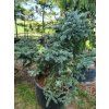Smrk pichlav� �Bialobok� (Balen� bal/airpot, Tvar v��ka 100-150cm)