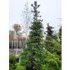 Abies procera Glauca2 (1)